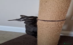 Devon Rex cats for sale: Devon Rex Kittens  - Image 4