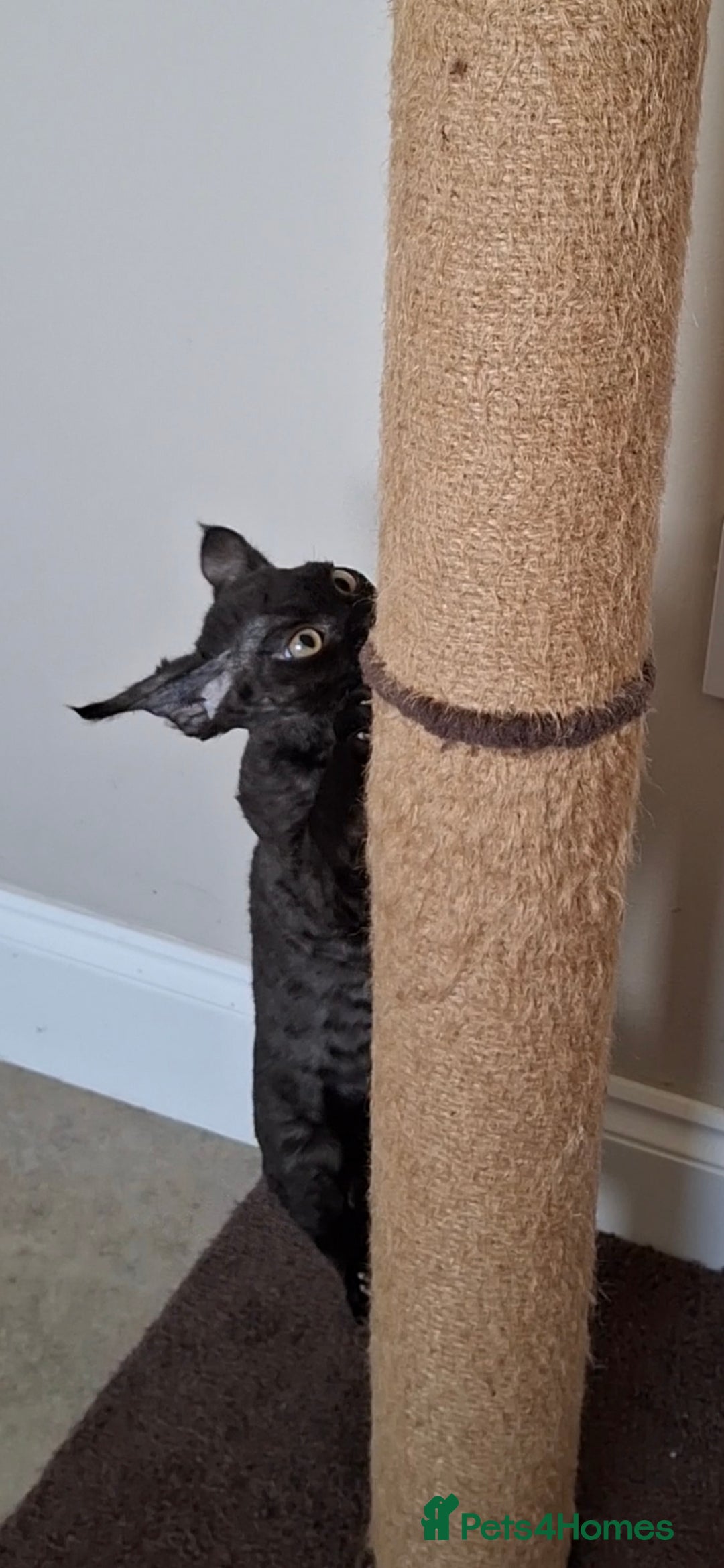 Devon Rex cats for sale: Devon Rex Kittens  - Image 4
