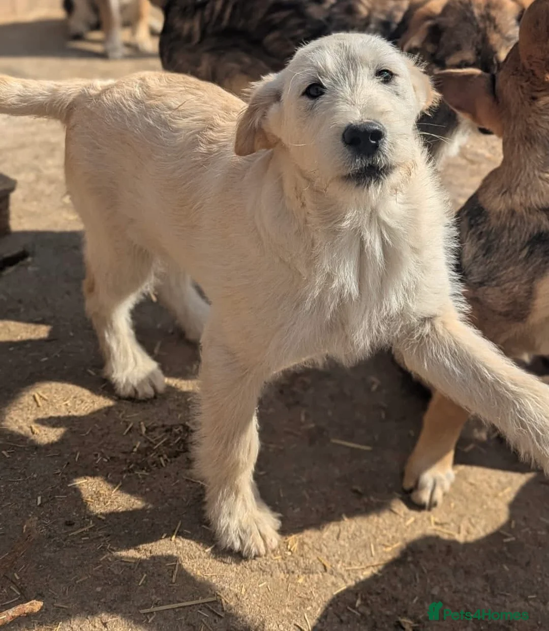 Mixed Breed dogs for adoption: Eggnog 💙 in March - Advert 2