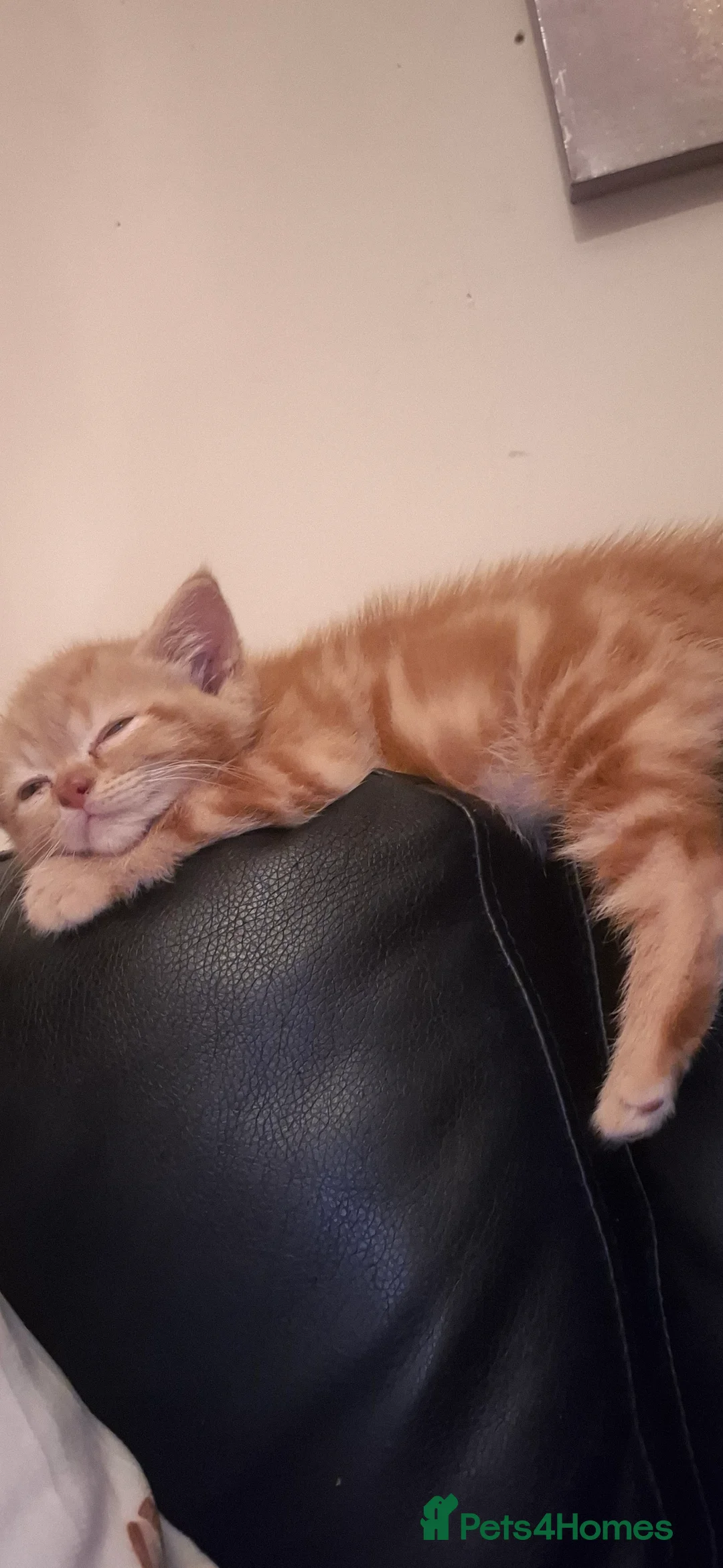 Mixed Breed cats for sale: Beautiful persian cross ginger kitten  - Advert 2