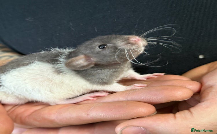 Rat rodents - Advert 16