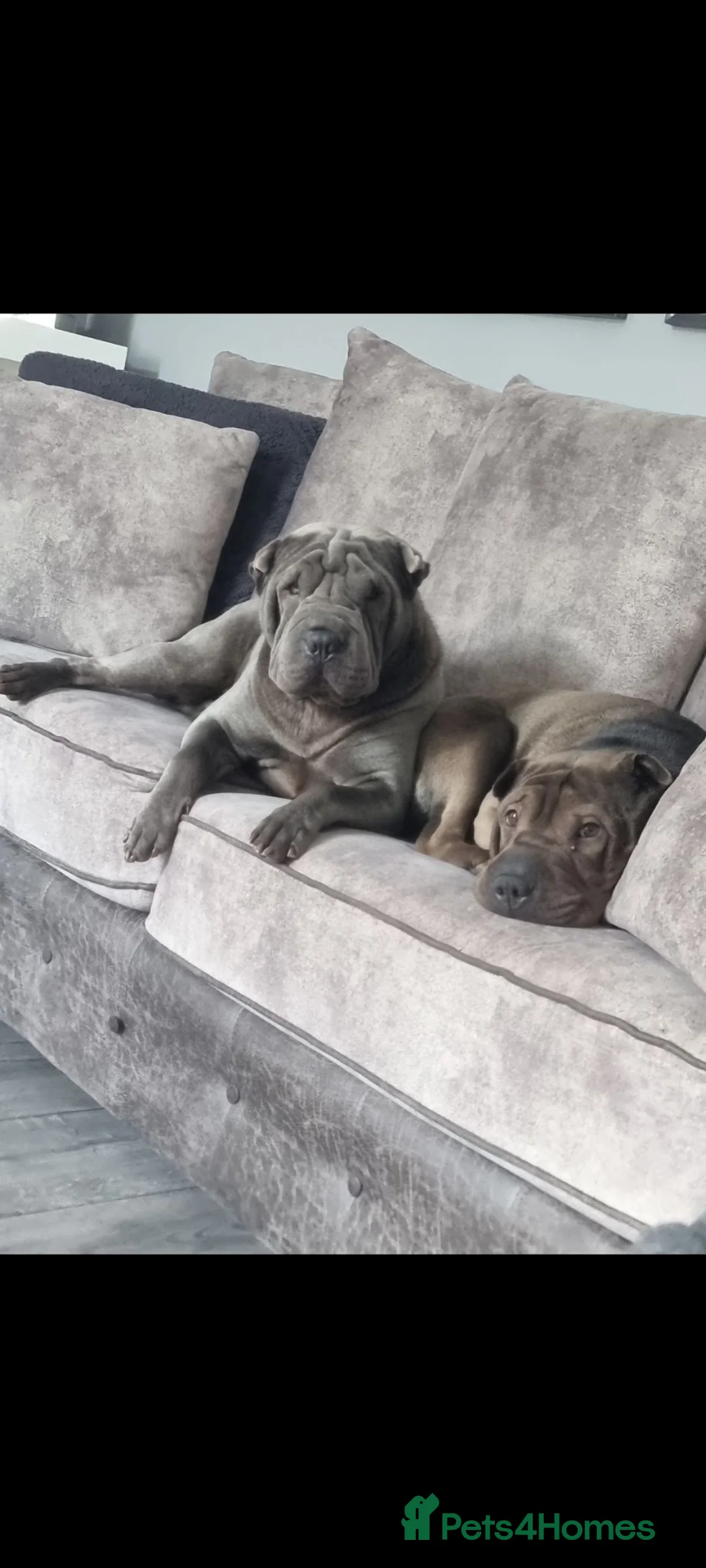 Shar Pei dogs for sale: Male and female shar pei - Advert 1