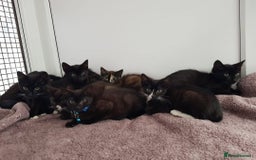 Domestic Shorthair cats for sale: KITTENS  - Image 1