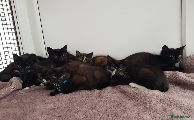 Domestic Shorthair cats - Advert 2
