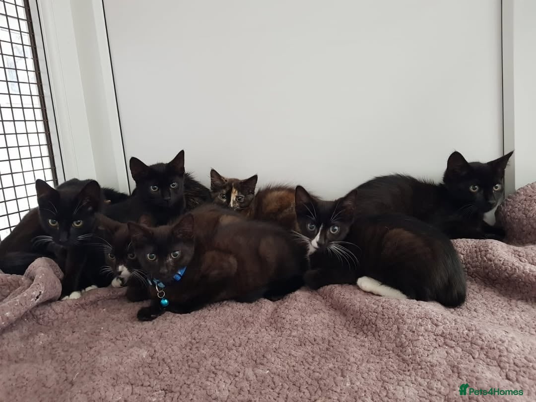 Domestic Shorthair cats for sale: KITTENS  - Image 1