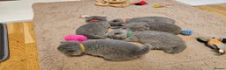 British Shorthair cats for sale: Blue&Lilac British Shorthair  - Advert 3
