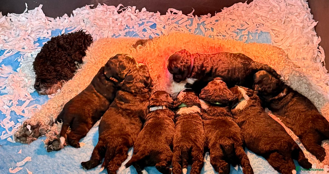 Bernedoodle dogs for sale: 💙Medium Sized Chunky Bernedoodles🩷 - Advert 13