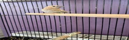 Finches birds for sale: Breeding pair of Bengali finch  in Bolton - Advert 4