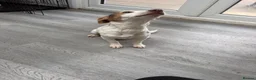Jack Russell dogs for sale: Female jack russel for sale - Advert 3