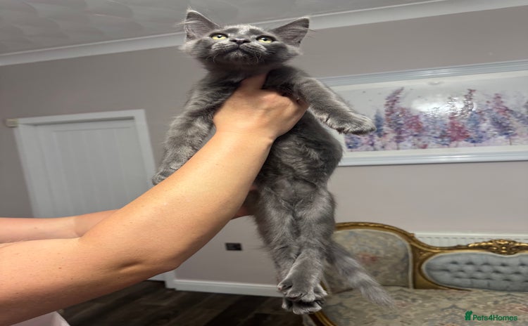 Maine Coon cats - Advert 7