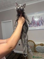 Maine Coon cats - Advert 6