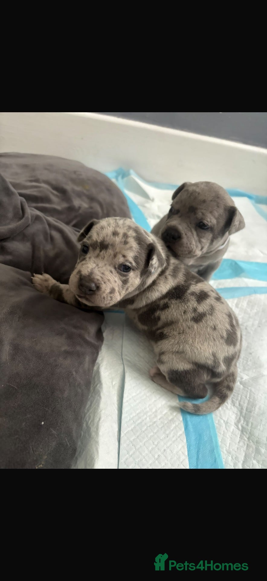Staffordshire Bull Terrier dogs Beautiful Merle pocket Bully x staffy pups - Advert 2