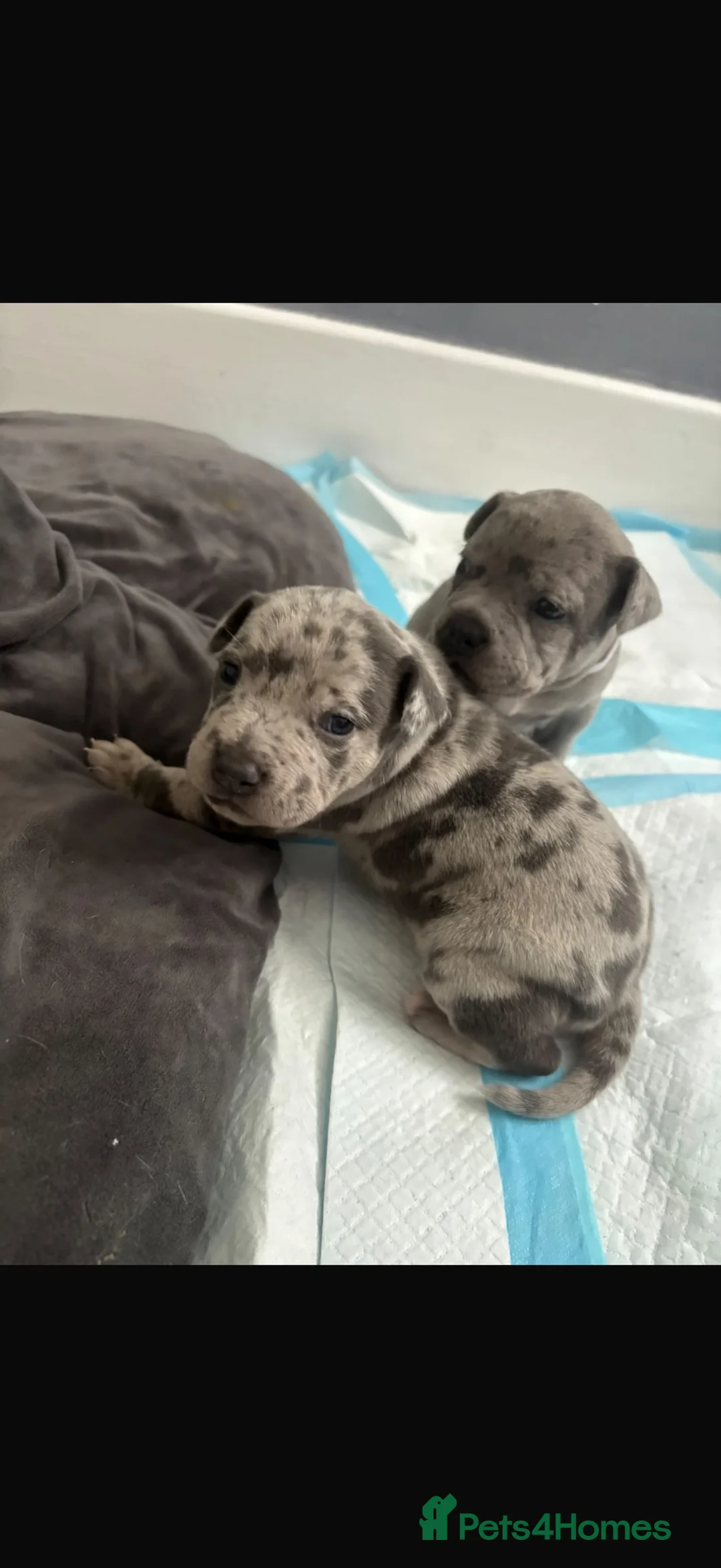 Staffordshire Bull Terrier dogs for sale: Beautiful Merle pocket Bully x staffy pups - Advert 1