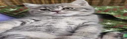 British Shorthair cats for stud: Stud duties only Blue Boy - Advert 11