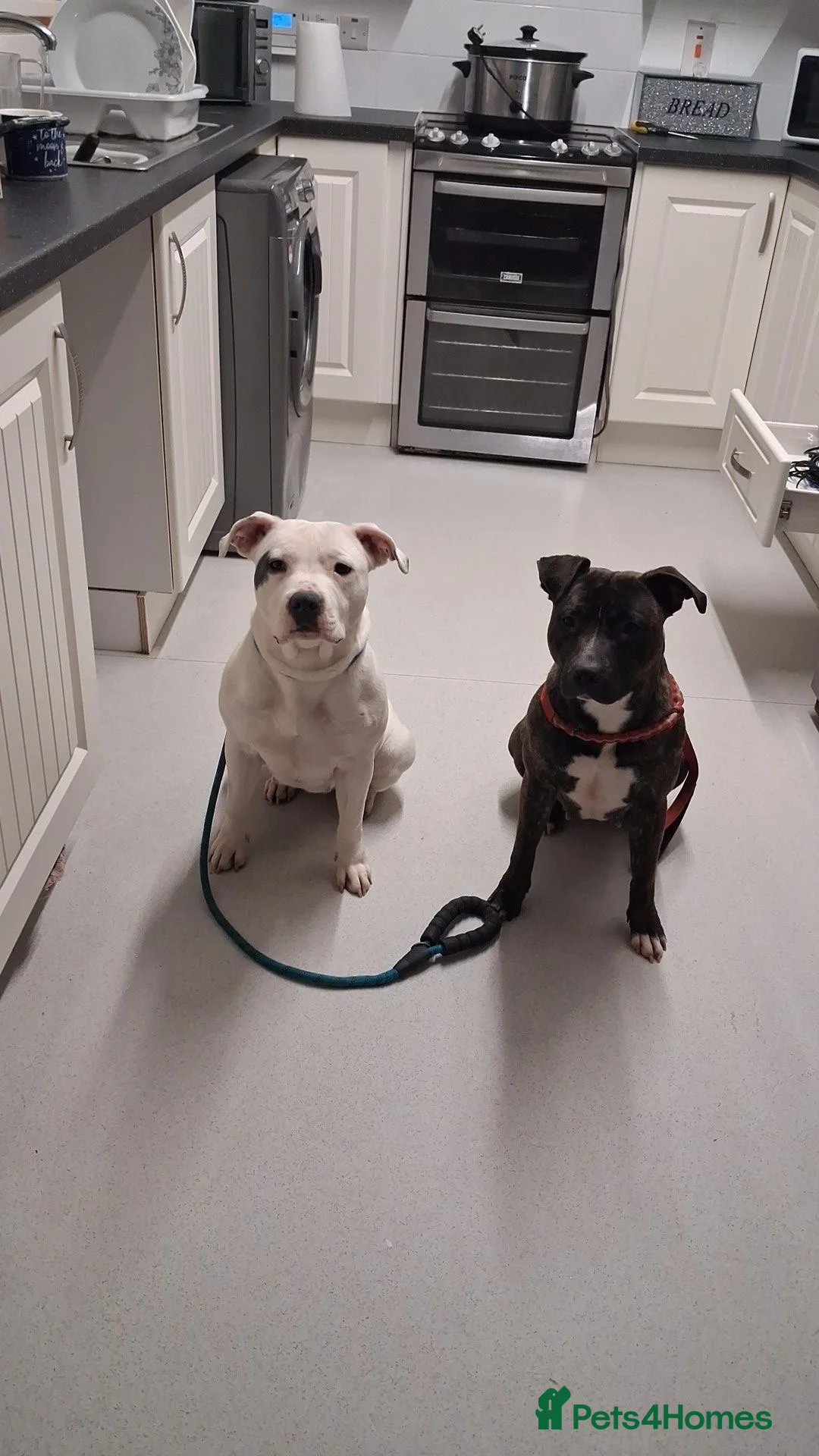 American Bull Staffy dogs for sale: Rozy & Roxy  in Newtownabbey - Advert 1