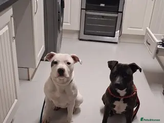 American Bull Staffy dogs Rozy & Roxy - Advert 2
