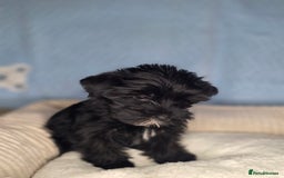 Yorkshire Terrier dogs for sale: Rare Black Yorkie 5-Gen Pedigree–£900–Ready Now 🐾 - Image 3