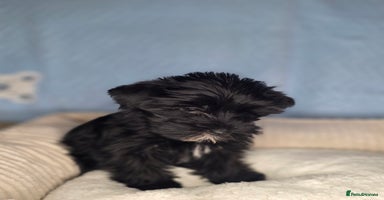 Yorkshire Terrier dogs - Advert 1