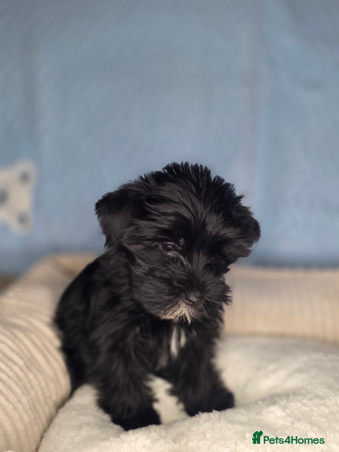 Yorkshire Terrier dogs for sale: Rare Black Yorkie 5-Gen Pedigree–£900–Ready Now 🐾 - Image 3