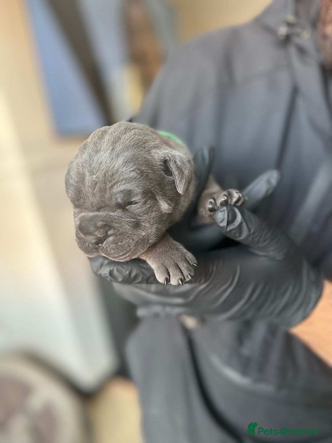 Cane Corso dogs for sale: Lupo D’Italia Kennels - Advert 26