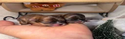 Pomeranian dogs for sale: Russian Pomeranian puppies - Advert 11