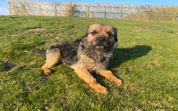 Border Terrier dogs for stud: Benji, boarder terrier stud dog  - Image 5