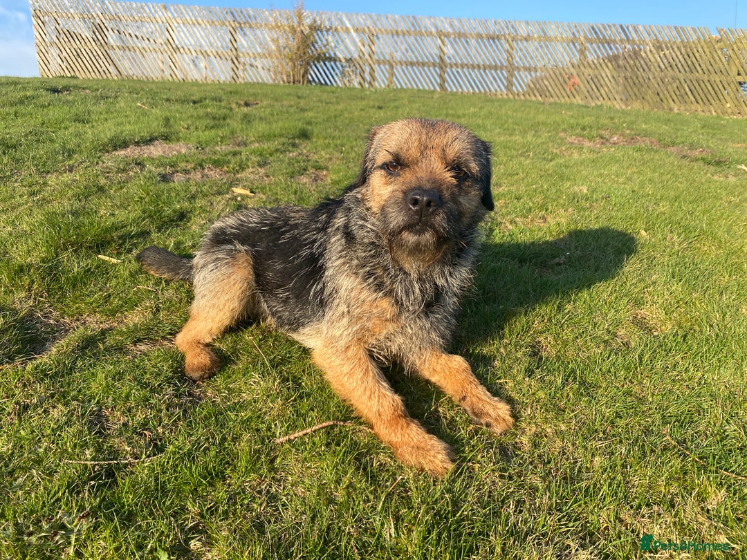 Border Terrier dogs for stud: Benji, boarder terrier stud dog  - Image 5