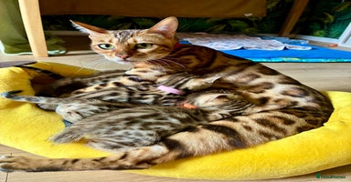 Bengal cats - Advert 5