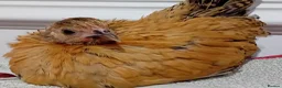 Chickens poultry for sale: Indoor Therapy Serama Hen -  Highly Tame - Advert 30