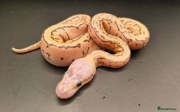 Python Snake reptiles for sale: Pastel Piebald 50% het Clown - Image 7