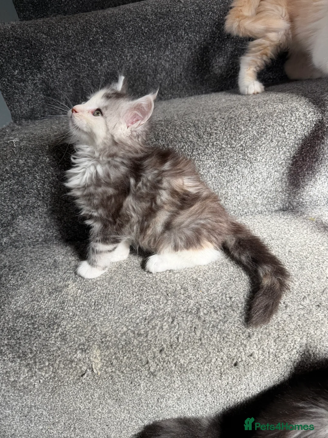 Maine Coon cats for sale: Pedigree Maine coons kittens  - Advert 2