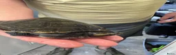Turtle reptiles for sale: Female Pink-Belly Side Neck Turtles - Advert 3