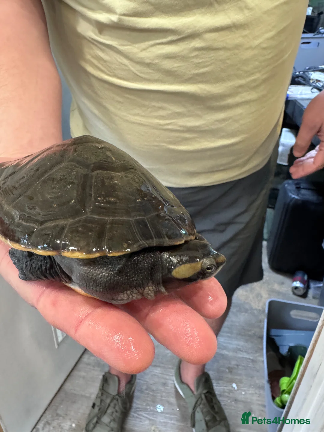 Turtle reptiles for sale: Female Pink-Belly Side Neck Turtles - Advert 3