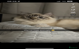 Ragdoll cats for sale: Ragdoll - Image 1