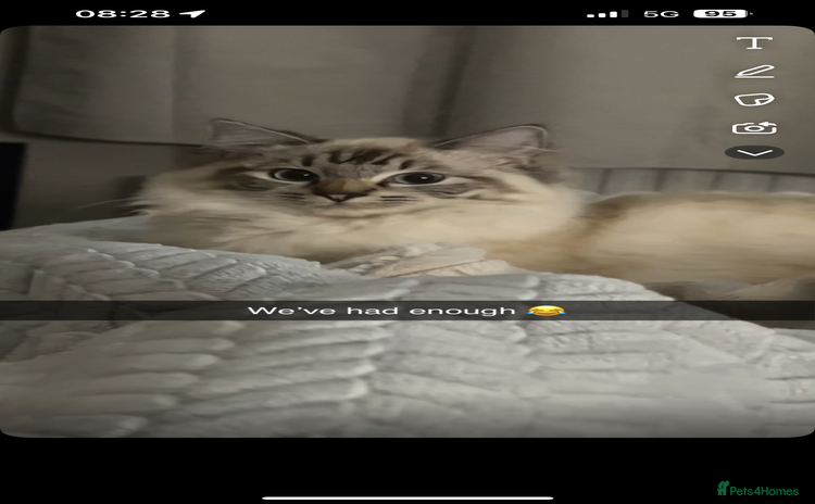 Ragdoll cats - Advert 16