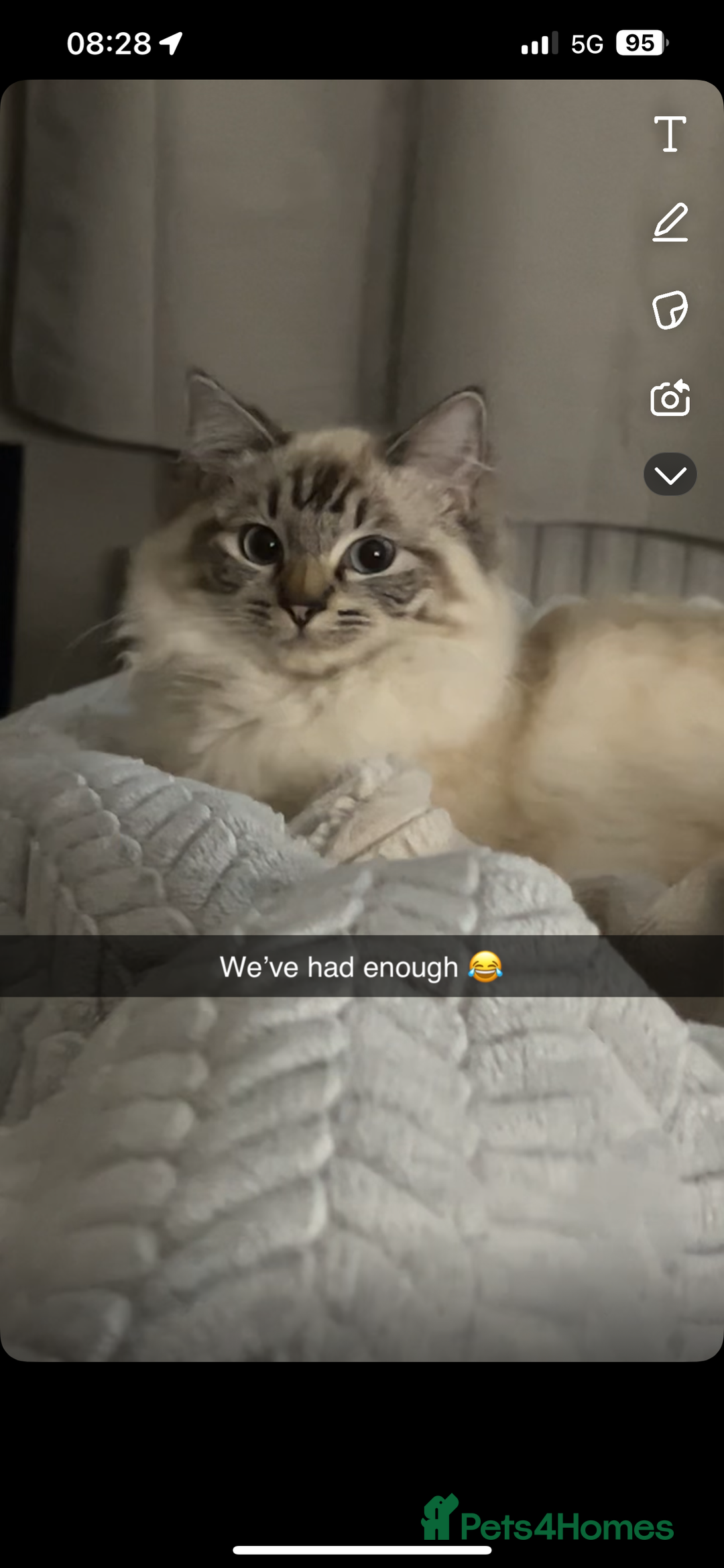 Ragdoll cats for sale: Ragdoll - Image 1