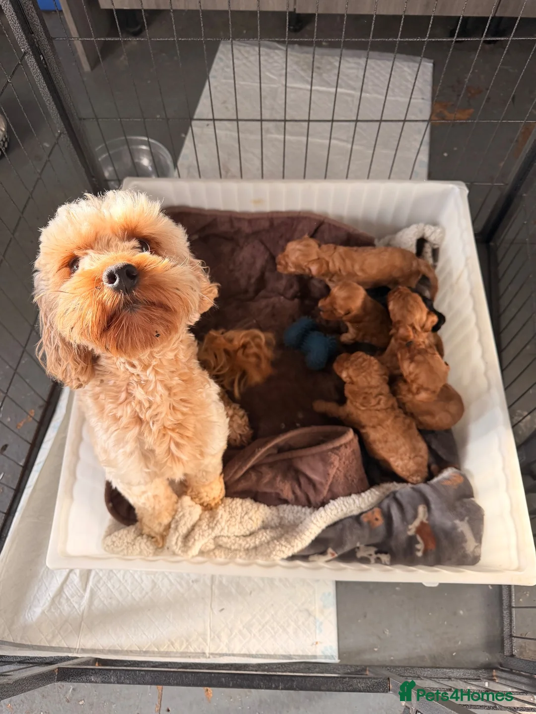 Cockapoo dogs for sale: Toy cockapoos - Advert 1
