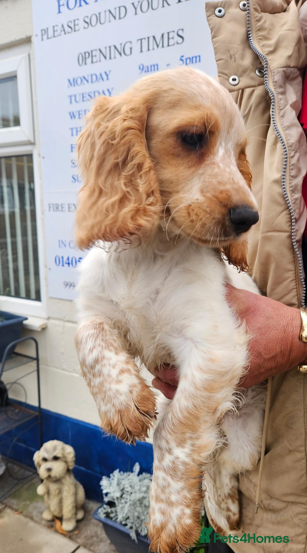 Cocker Spaniel dogs Cocker spaniel puppy  - Advert 2