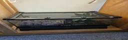 Other/Mixed Breed fish for sale: Dart frogs,puffer fish,minnos,newts,crab, scorpion in Burntwood - Advert 5