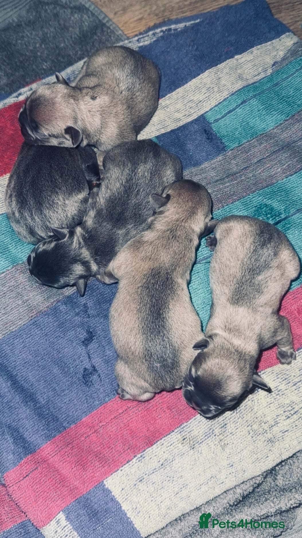 French Bulldog dogs French Bulldog Pups - Blue & New Shade Isabella 🐾 - Advert 6