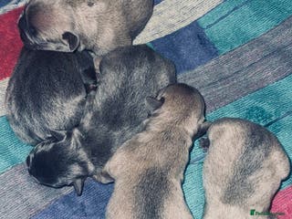 French Bulldog dogs French Bulldog Pups - Blue & New Shade Isabella 🐾 - Advert 6