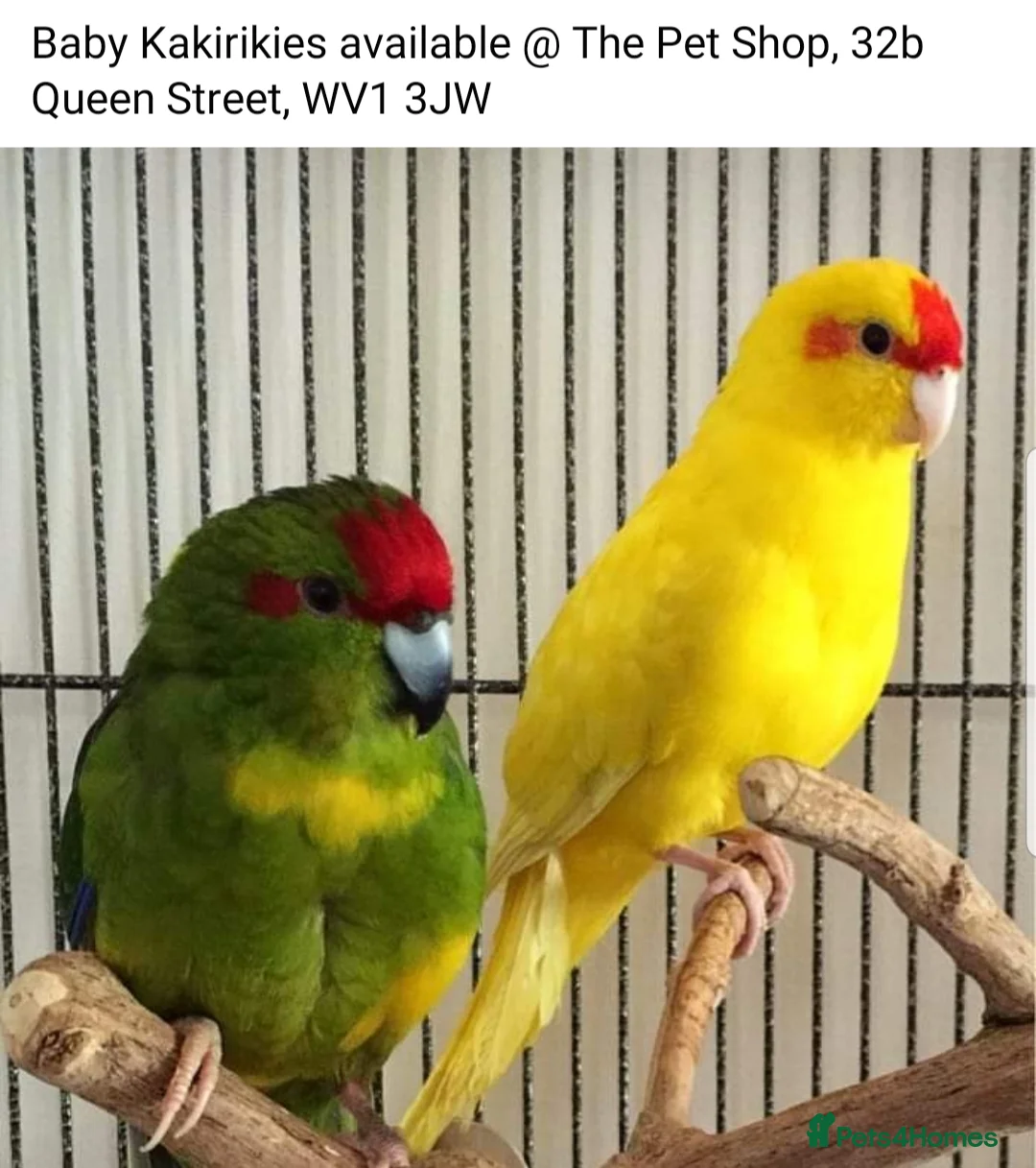 Parrots birds for sale: Birds/Parakeets/Parrots Available  - Advert 7