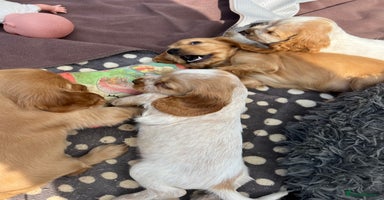 Cocker Spaniel dogs - Advert 7