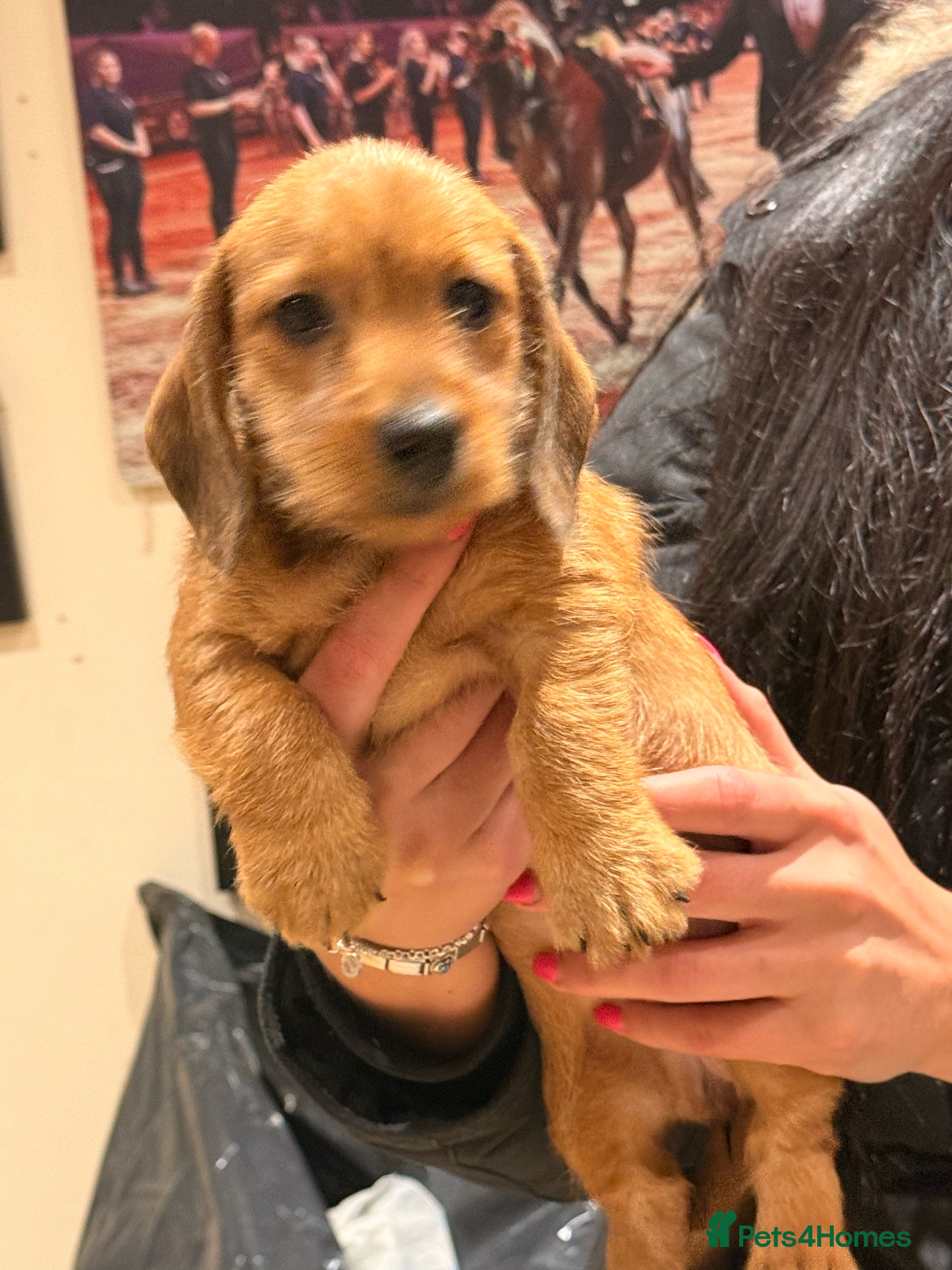 Dachshund dogs Miniature Silky Dachshund  - Advert 3