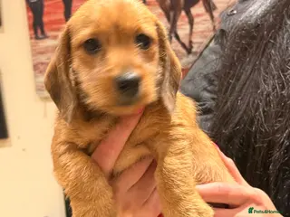 Dachshund dogs Miniature Silky Dachshund - Advert 3