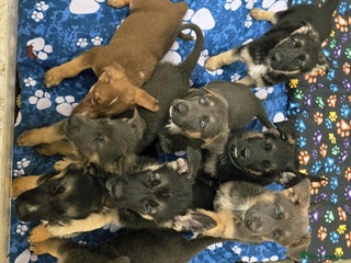 German Shepherd dogs - Advert 16