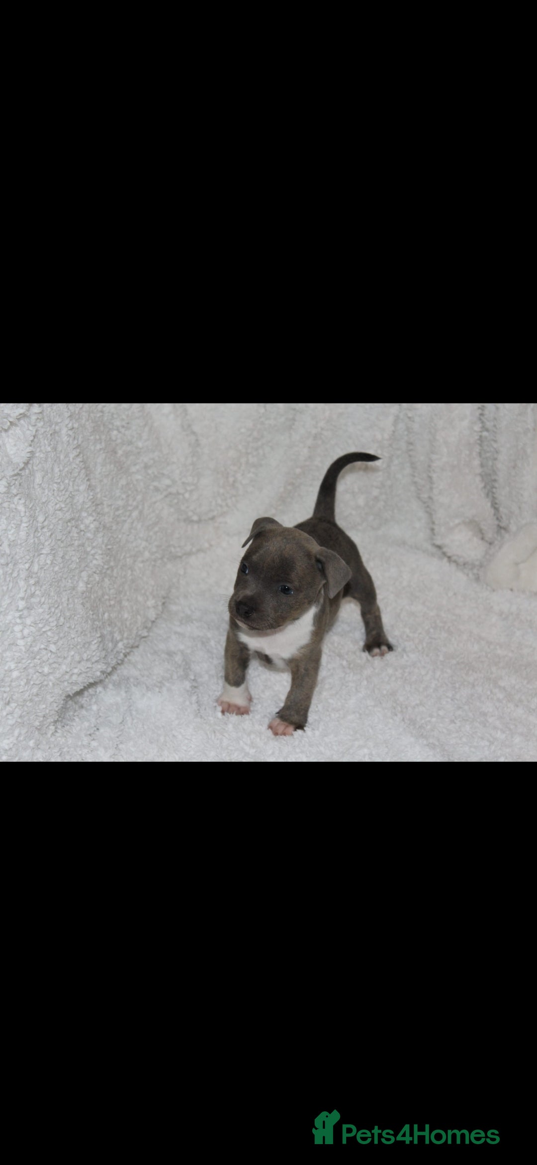 Staffordshire Bull Terrier dogs for sale: Staffy Puppies. Exceptional Temperament. - Advert 6