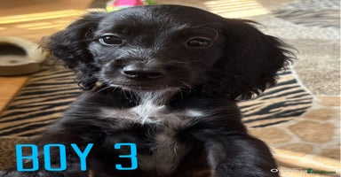 Cockapoo dogs - Advert 15