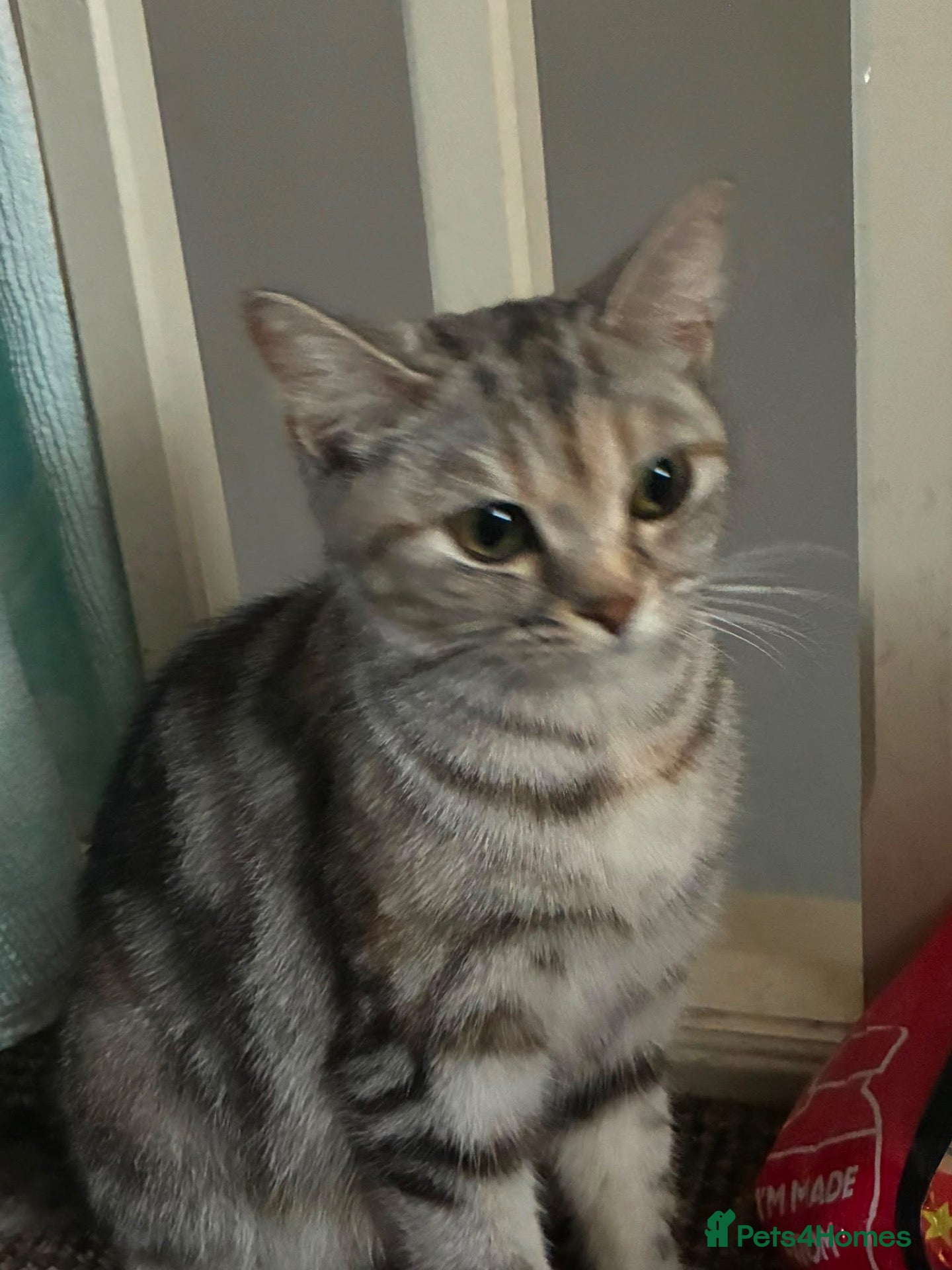 Mixed Breed cats 5 lovely kittens for sale  - Advert 1