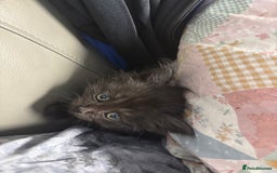 Maine Coon cats for sale: Loveliest, fluffy Maine coon X ragdoll kittens - Image 11